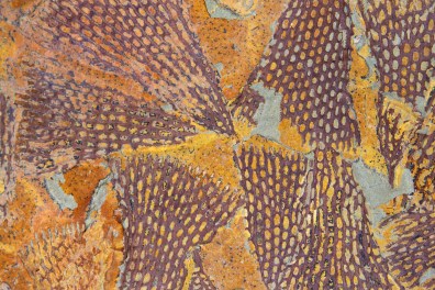 Bryozoaires fossiles (Fenestella sp.)